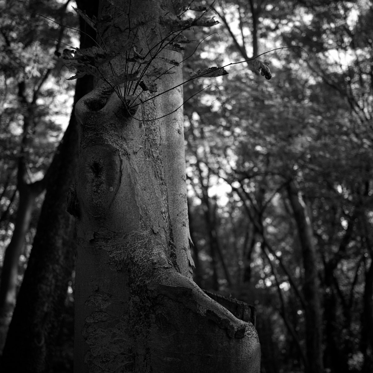 HasselBlad 907Xの作例6