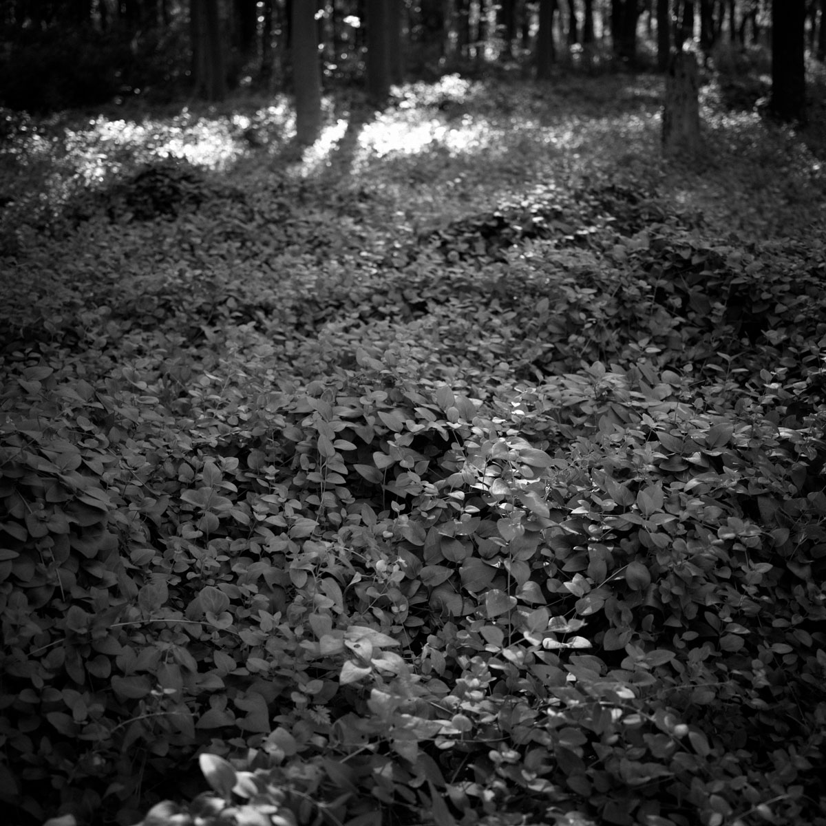 HasselBlad 907Xの作例5