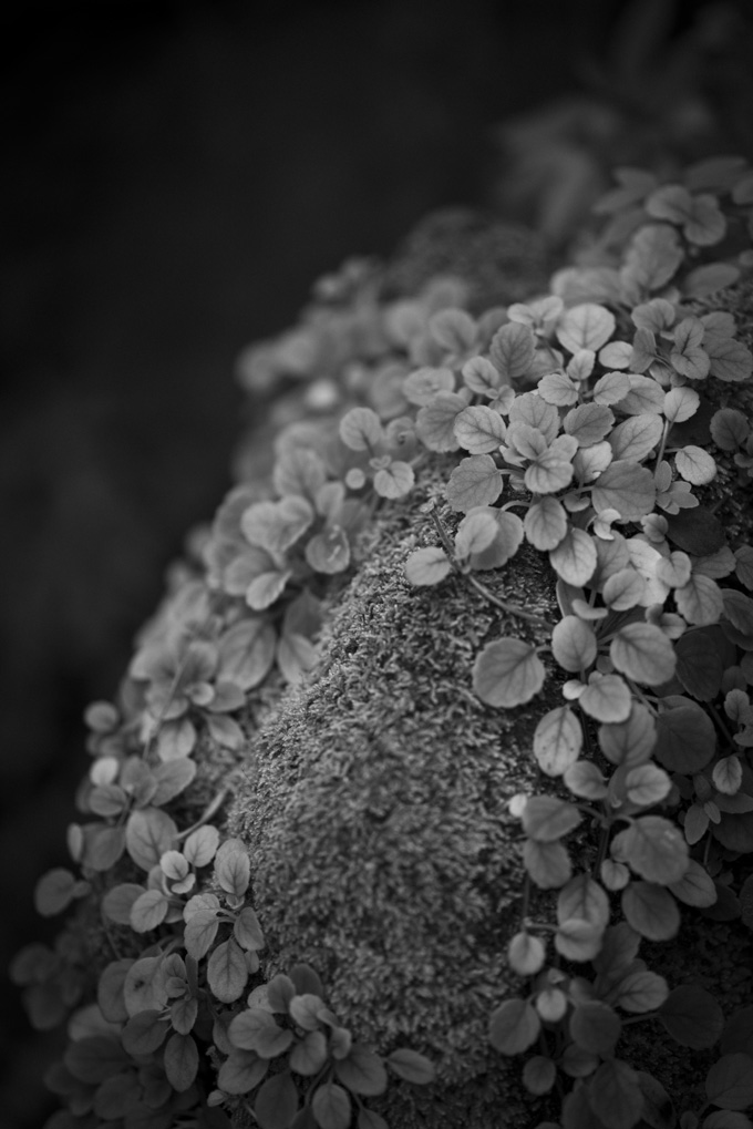 苔と小さい植物