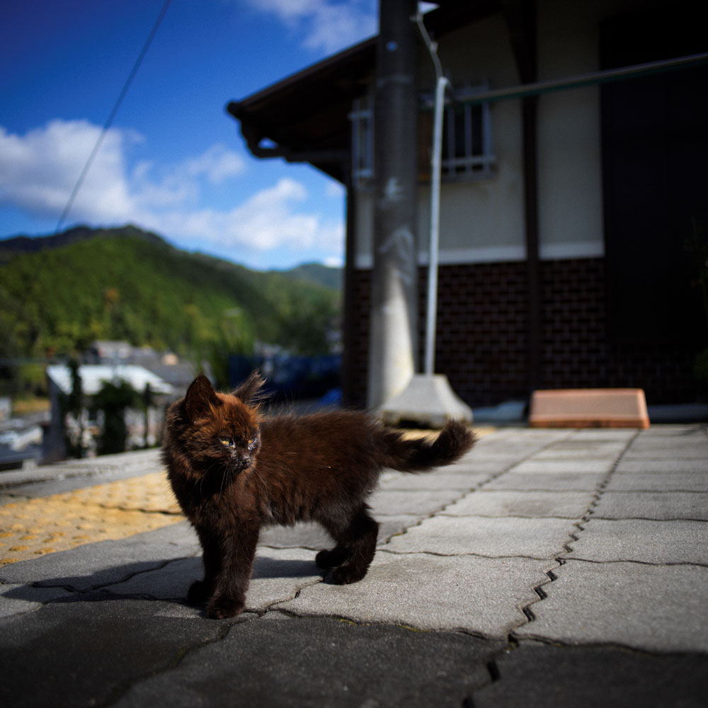 長谷寺駅周辺の野良ネコ