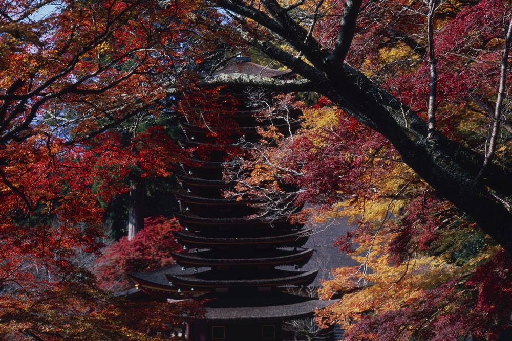 ローライフレックス2.8Fプラナーで奈良の談山神社のもみじを撮影してきた