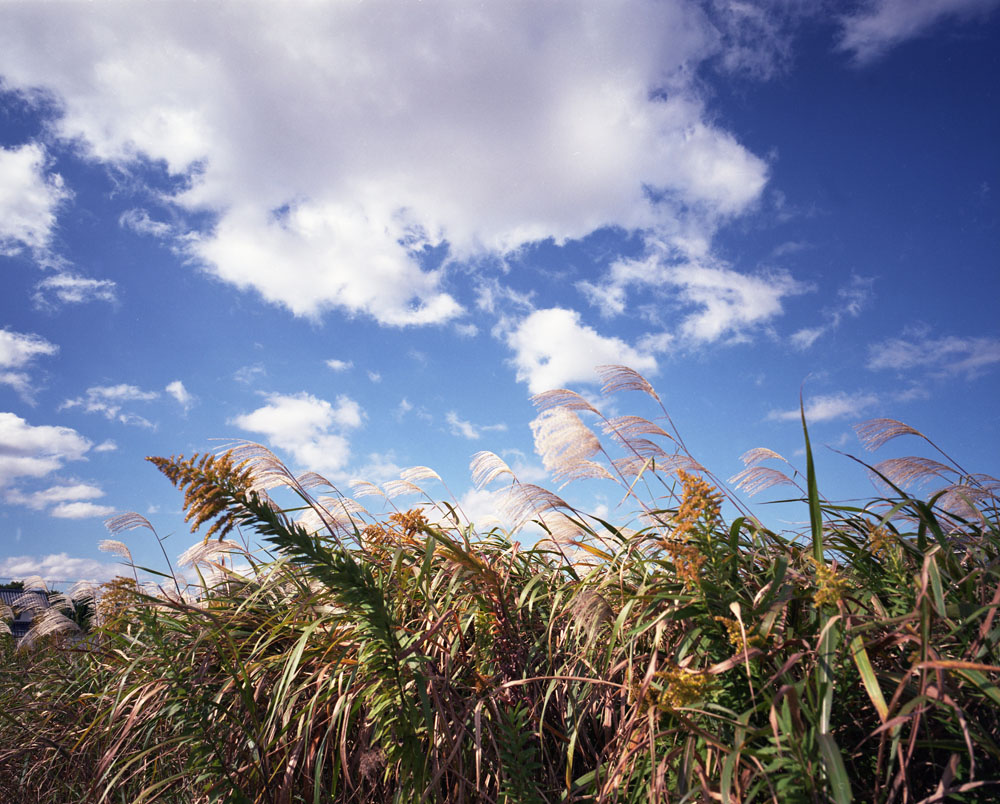 法隆寺へ行く途中のススキ