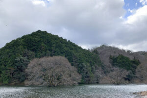 室生ダムの水没林にHasselblad907Xと500CMで撮影しに行ってきた