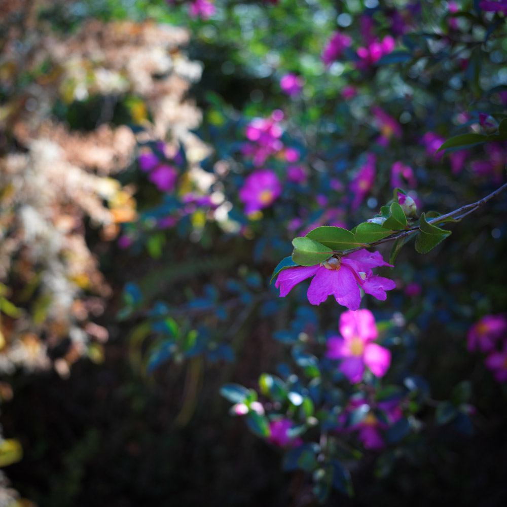 談山神社周辺の花