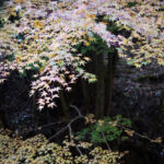 HASSELBLAD907Xで奈良の談山神社周辺やもみじを撮影してきた