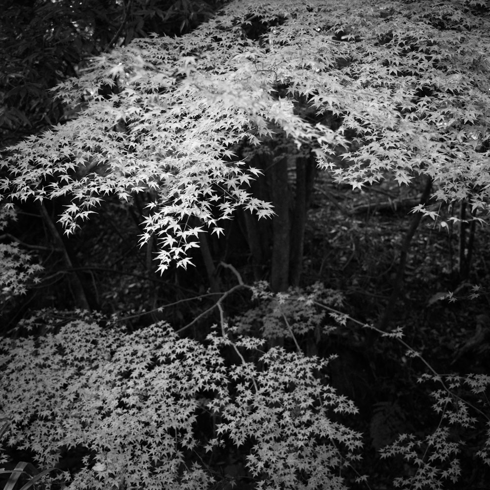 談山神社 東大門周辺のもみじ