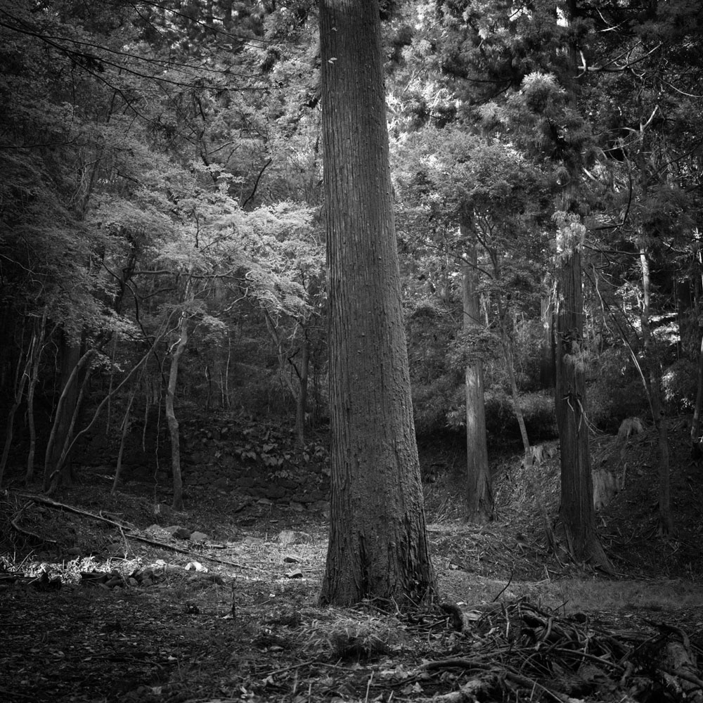 談山神社 東大門近くの木