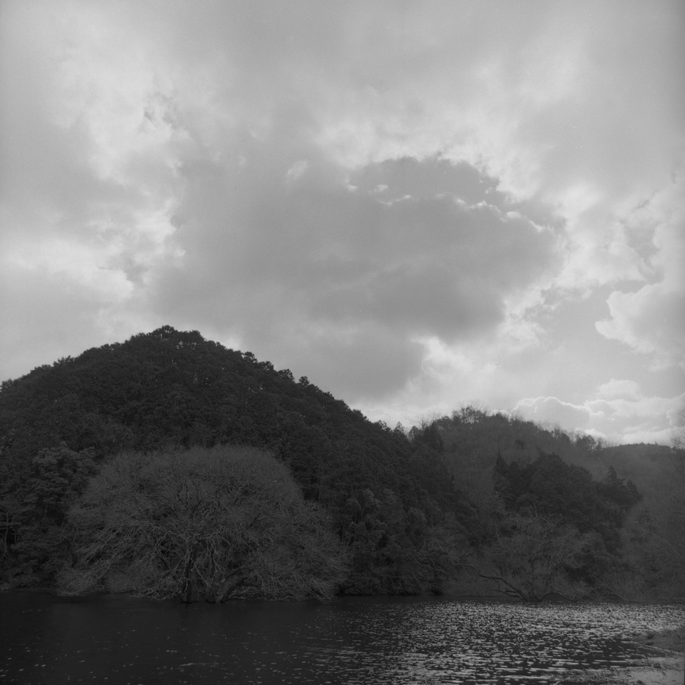 室生ダムの水没林の風景