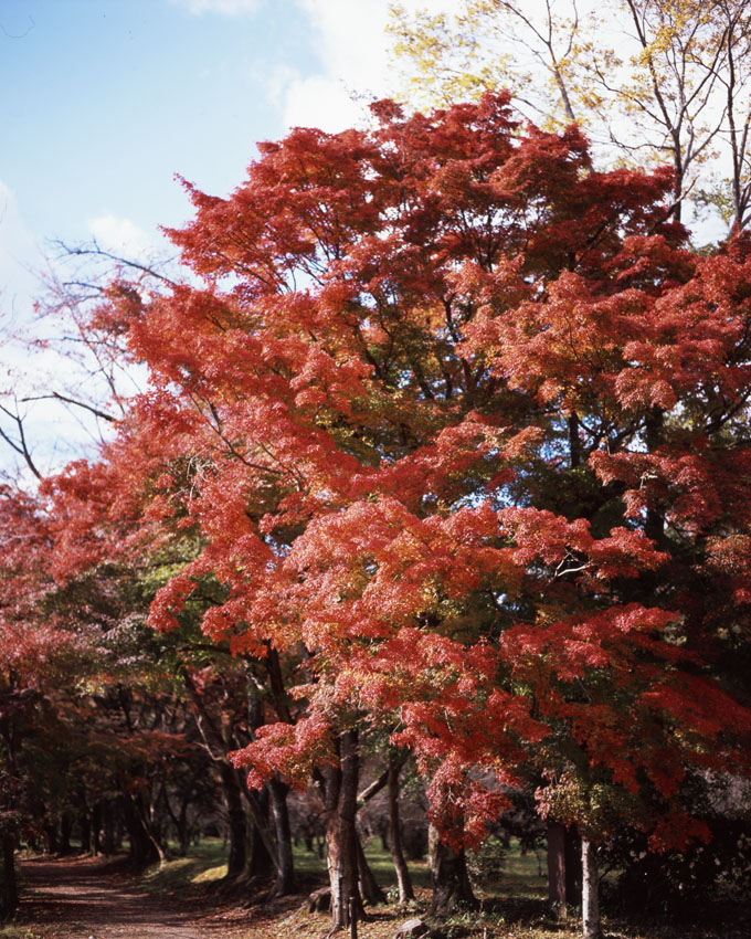 大沢池の紅葉1