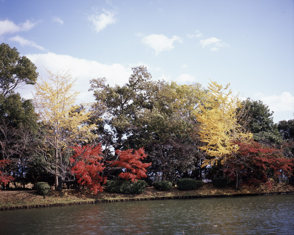 大沢池の紅葉2