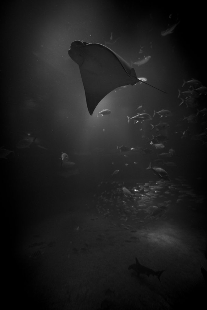 海遊館の特大水槽