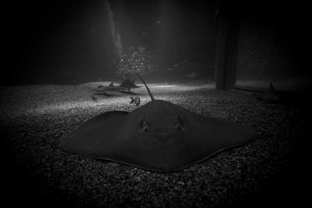 水槽の底のエイ