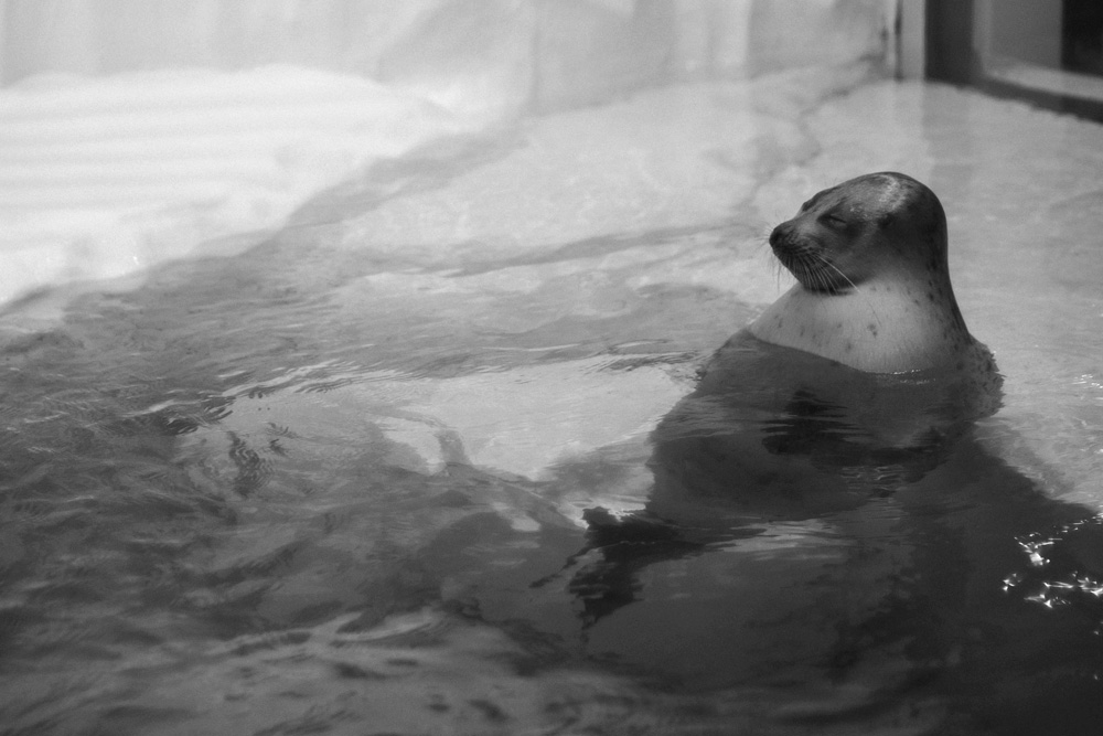 くつろぐアザラシ