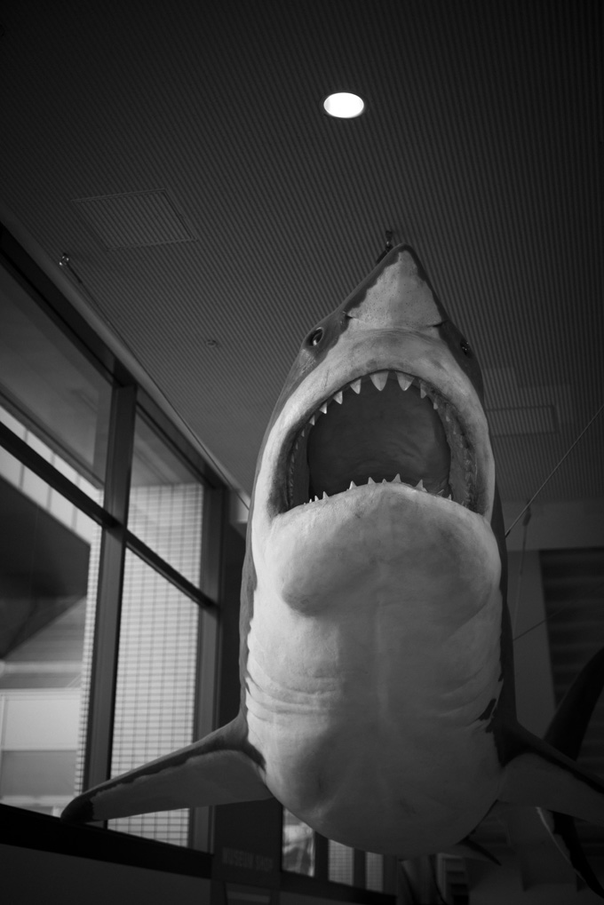 サメの模型