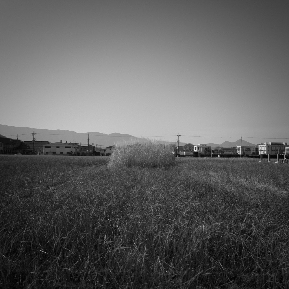 藤原宮跡のコスモス畑