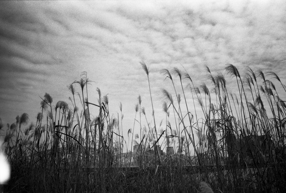 河川敷のススキ
