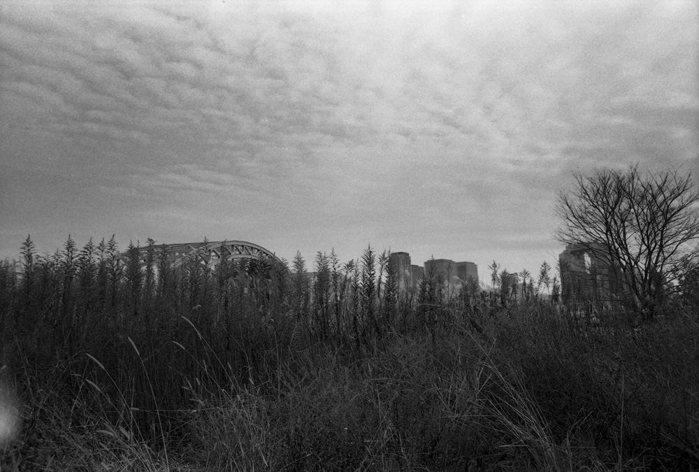 淀川河川敷の草むら