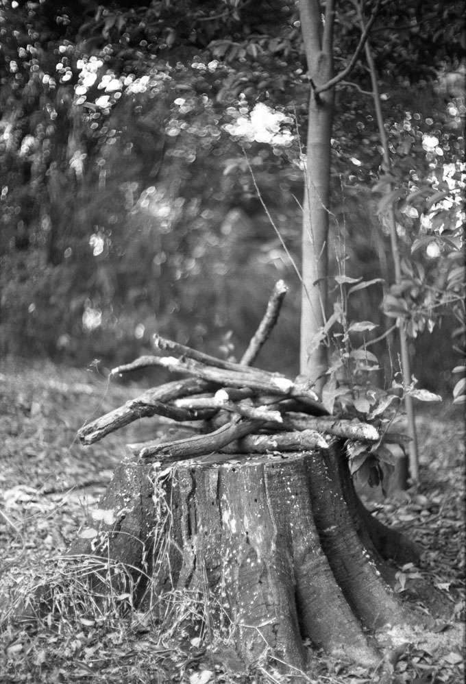 木の切り株