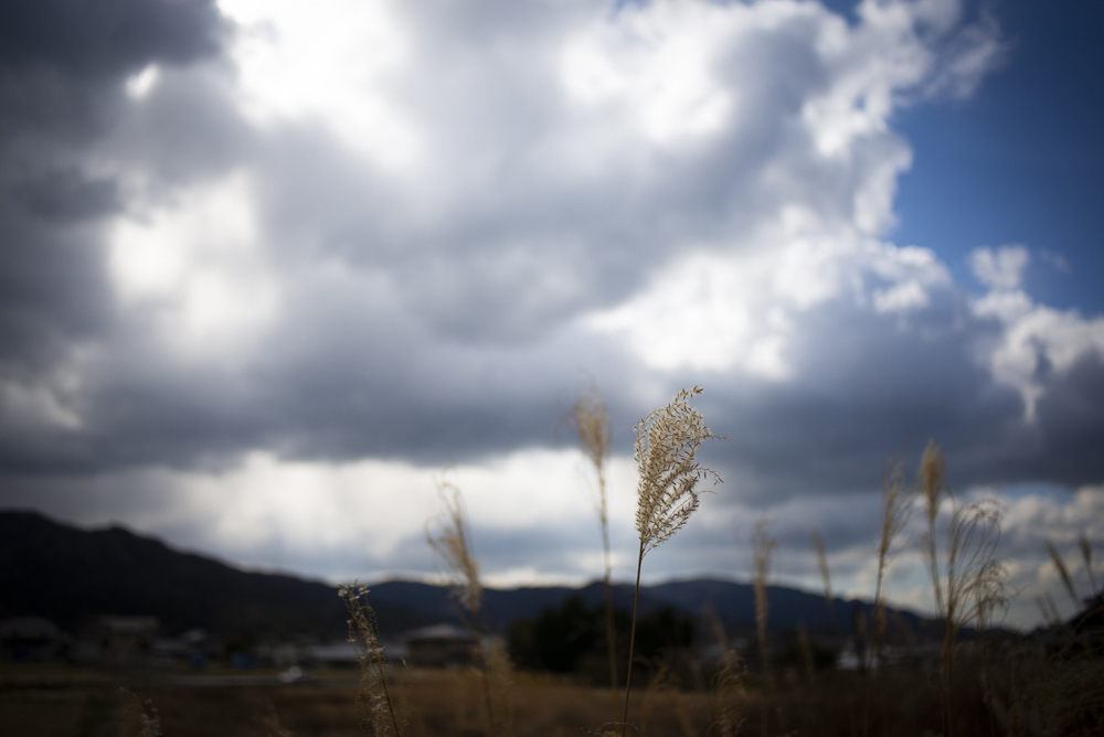 ススキの生えた空き地