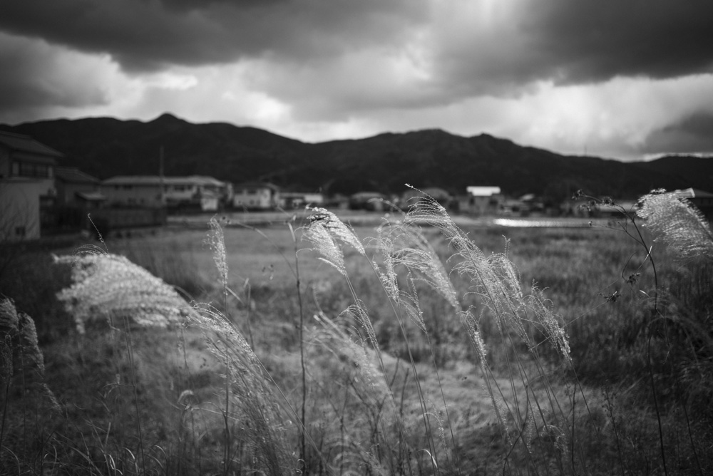 ススキの入った風景