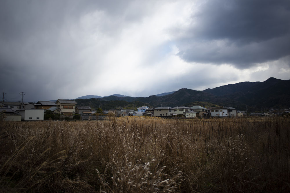 枯草の広がる風景