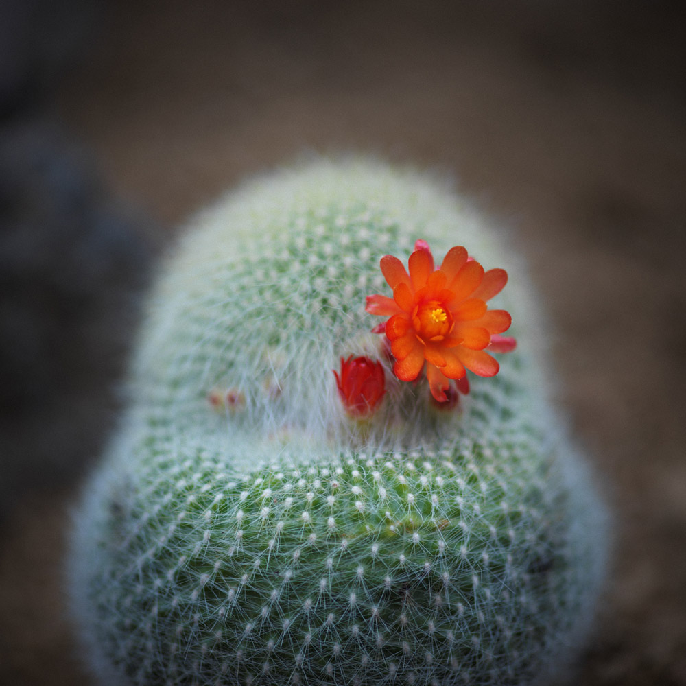 ダルマのようなサボテン