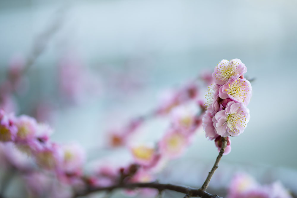 梅の花