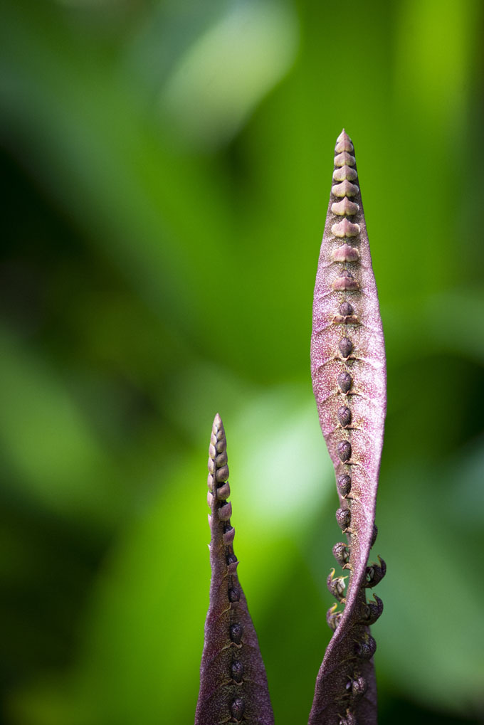 コブラオーキッド