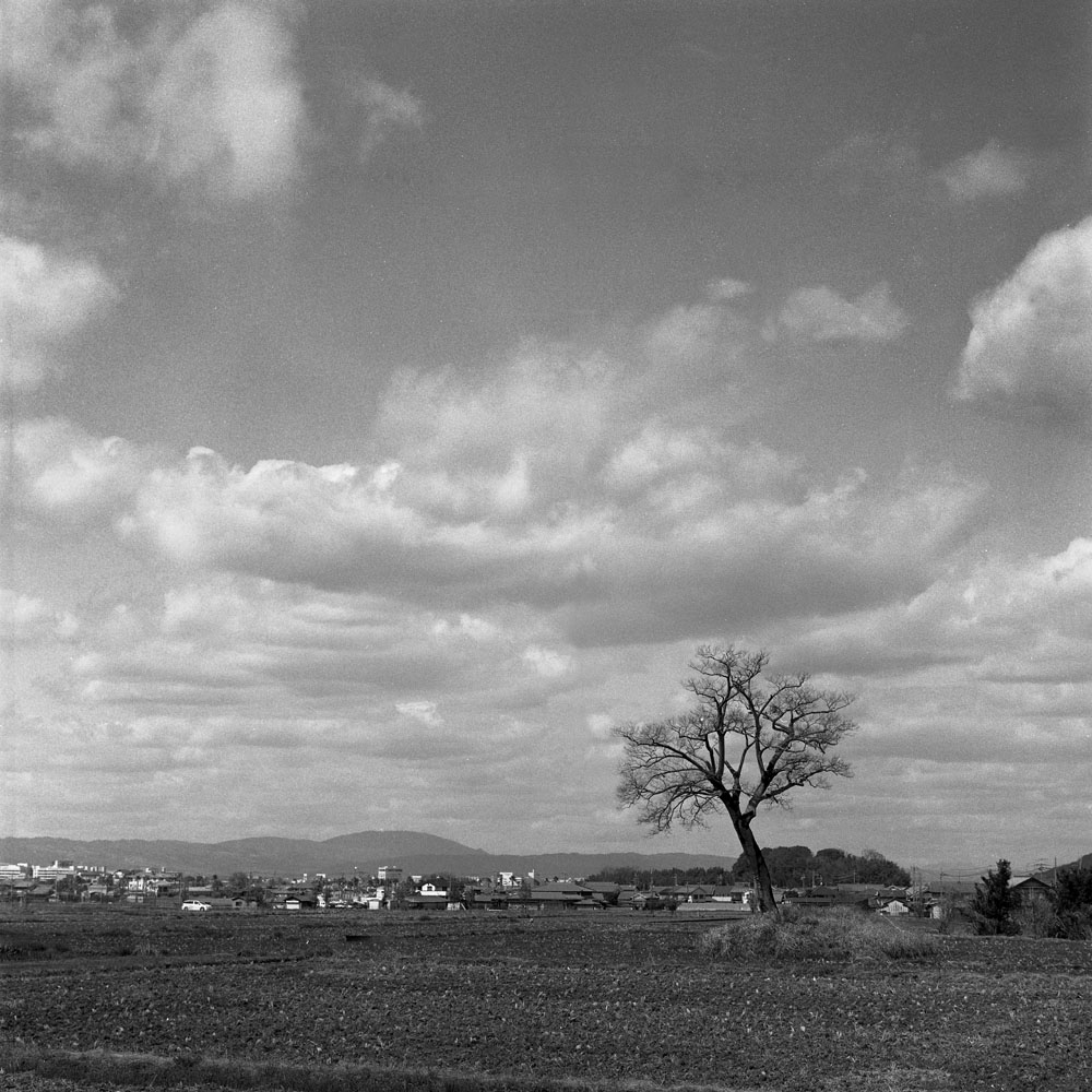 小墾田宮跡にある木
