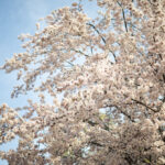 大阪城の桜の時期にカメラを持って撮影に行ってきました