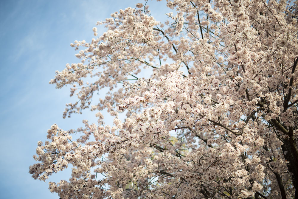 大阪城の桜の時期にカメラを持って撮影に行ってきました