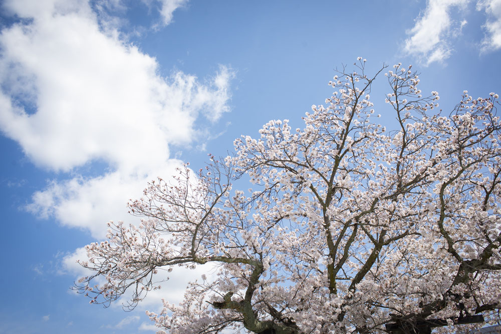 海南駅前の桜