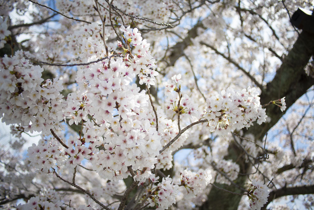 桜のクローズアップ