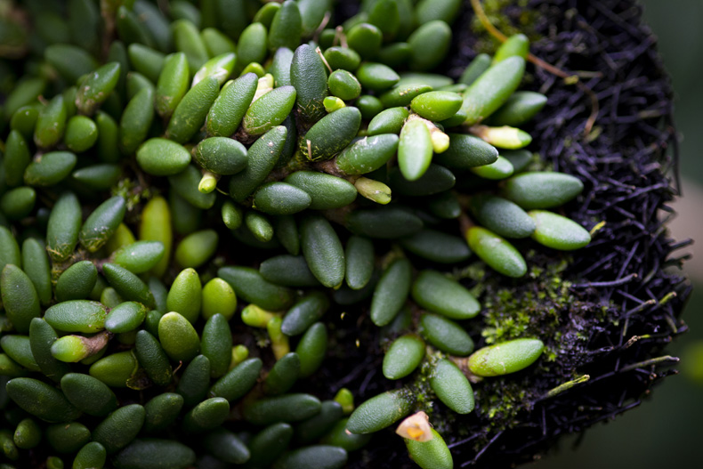 プチプチの植物