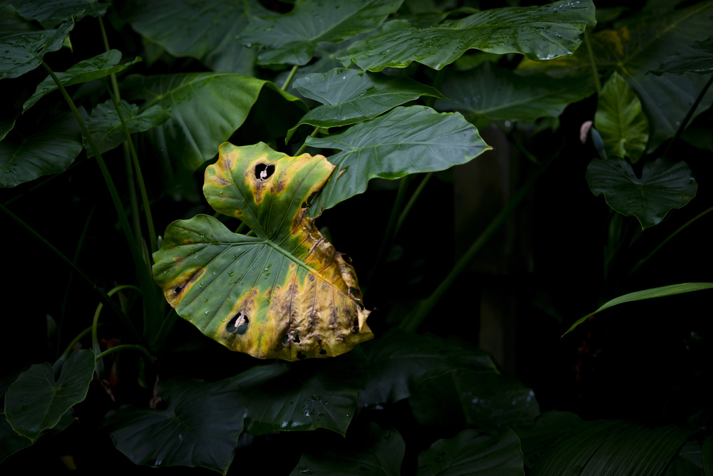 枯れた大きい葉