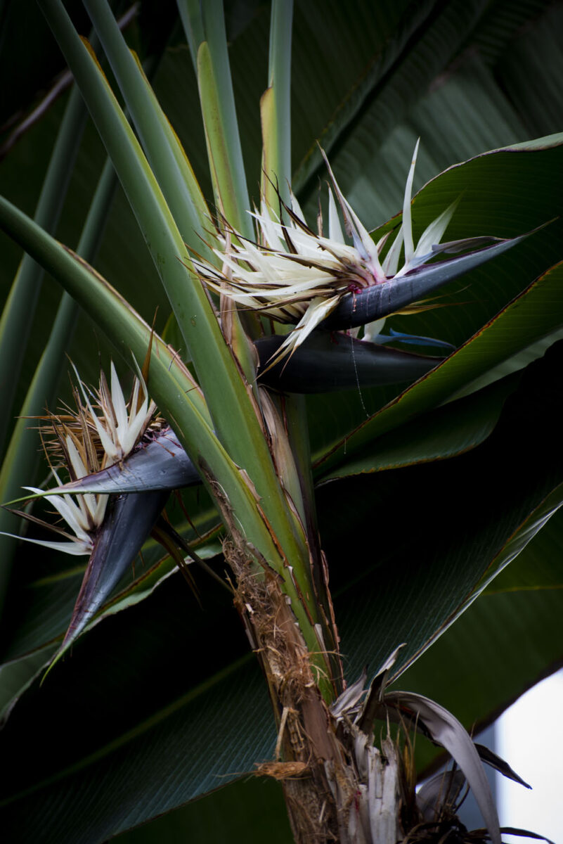 ルリゴクラクチョウカ