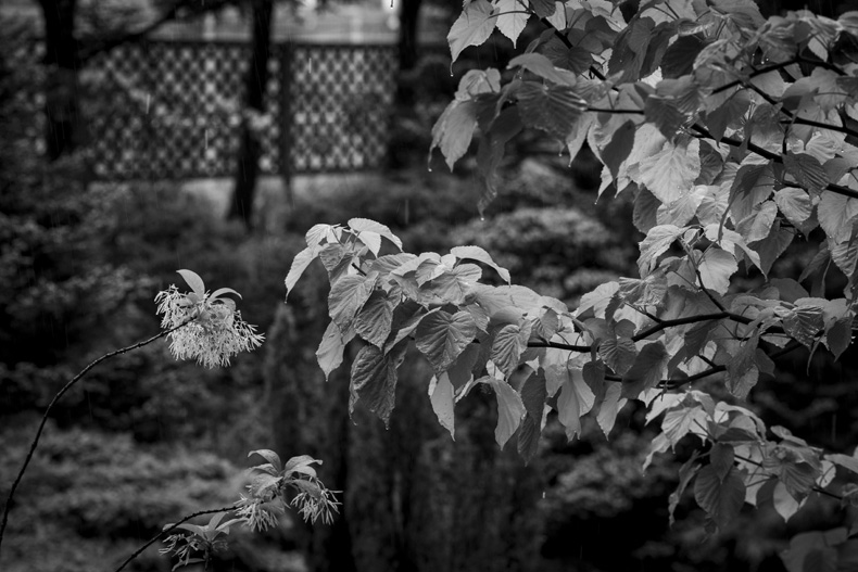 大雨の外の風景