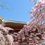 醍醐寺の桜は一度は見ておきたい見どころ!!カメラをいろいろと持って撮影に行ってきた