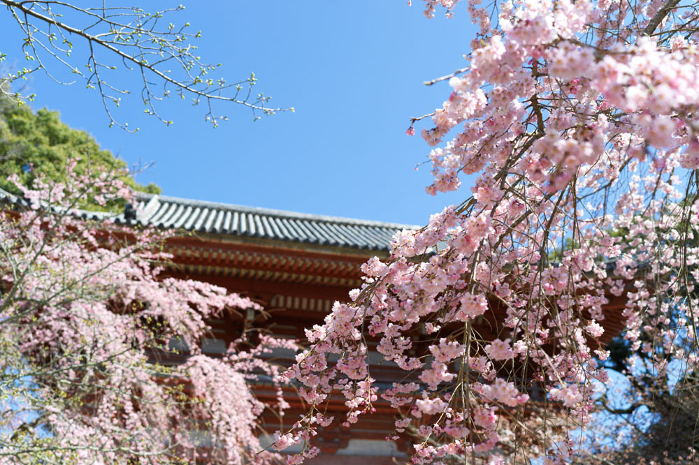 醍醐寺の桜は一度は見ておきたい見どころ!!カメラをいろいろと持って撮影に行ってきた
