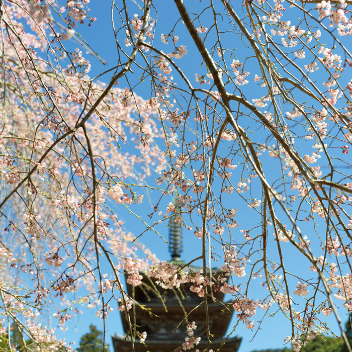 醍醐寺の五重塔と桜