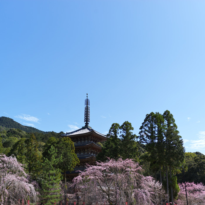 醍醐寺の五重塔