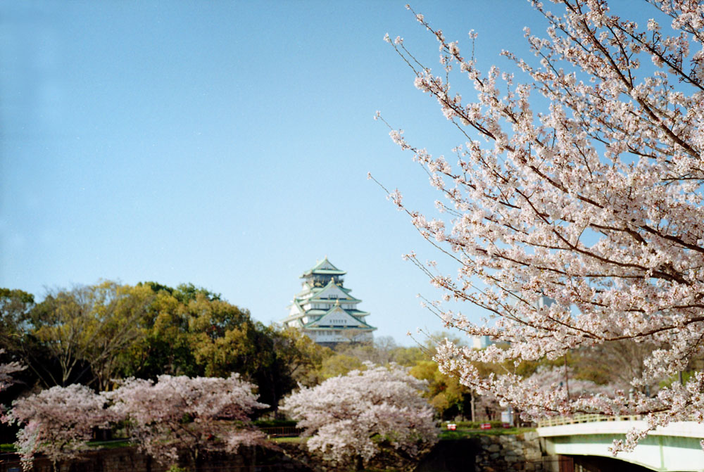 大阪城と桜の景色3