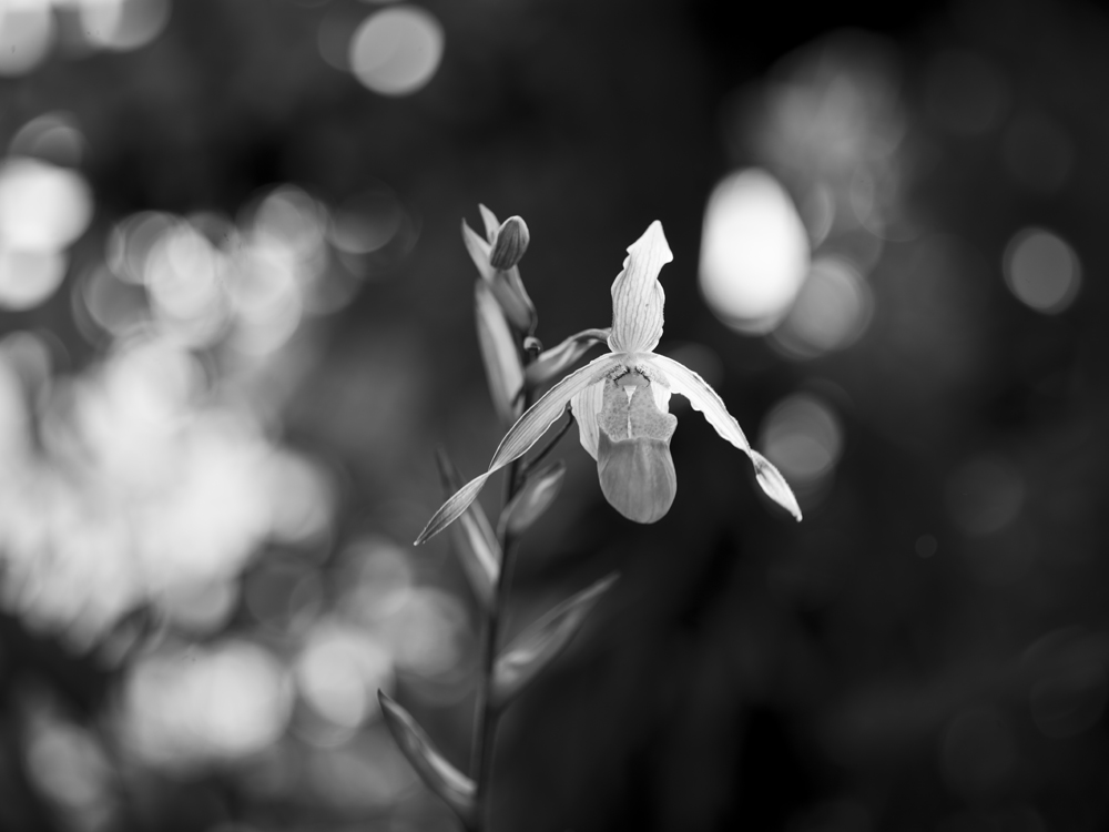 パフィオペディラム