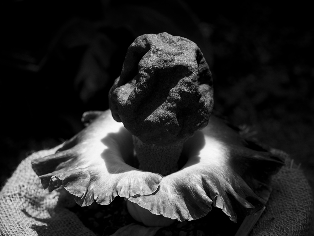 ゾウコンニャク