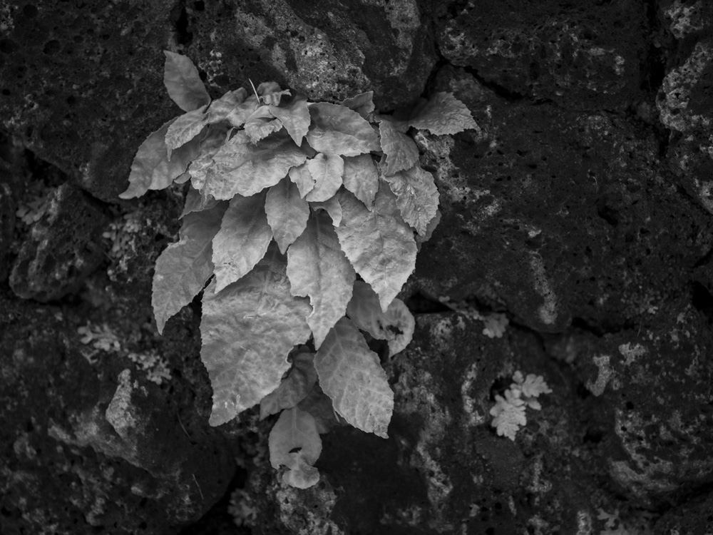 壁に生えた高山植物