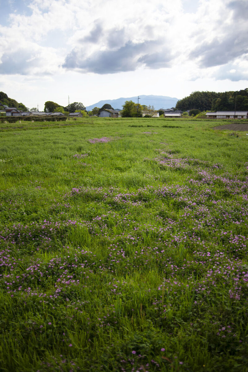地面は花だらけ