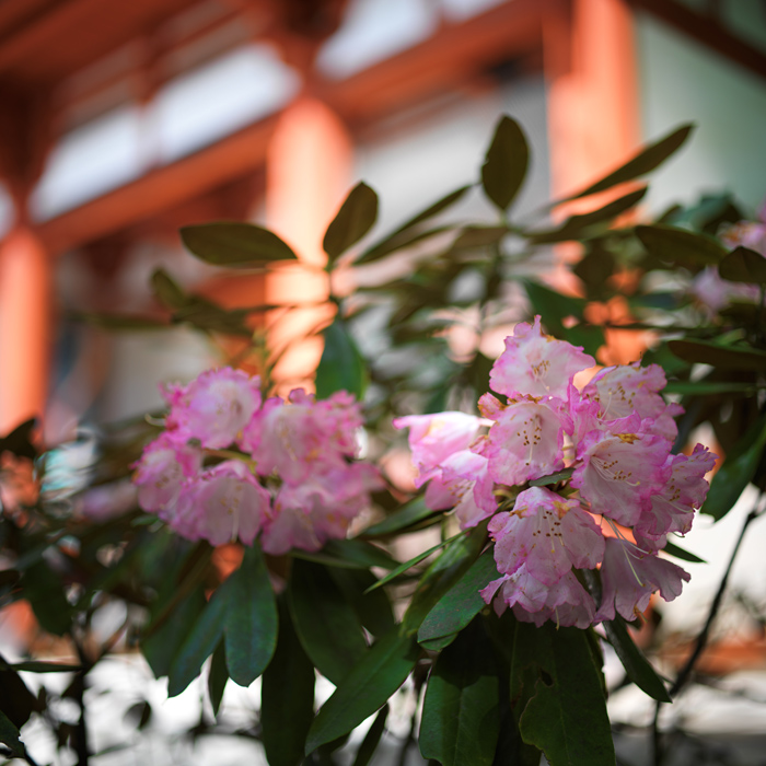 室生寺のシャクナゲ