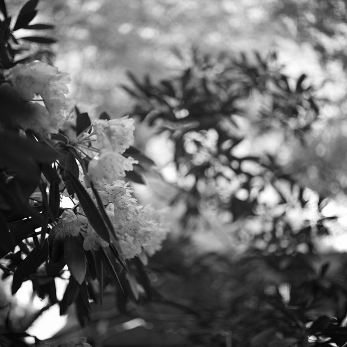 階段脇のシャクヤク