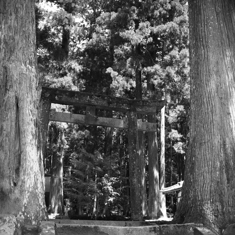 鳥居の左右の大木