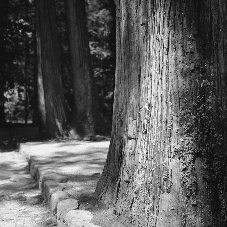 御神木のような杉